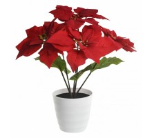 Растение в горшке Globo Orphelia 28024