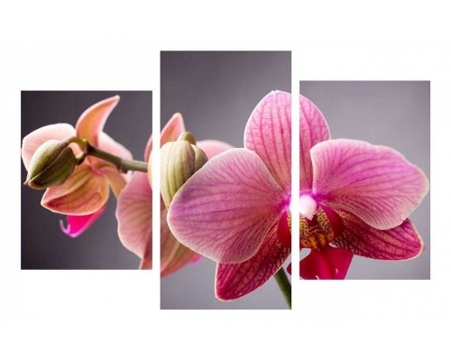 Набор из 3 картин TopLight TL-TM TL-TM1008